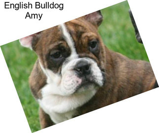 English Bulldog Amy