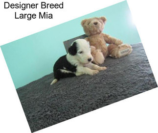 Designer Breed Large Mia