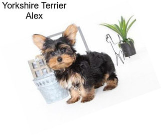 Yorkshire Terrier Alex