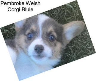 Pembroke Welsh Corgi Bluie