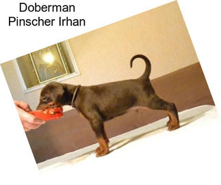 Doberman Pinscher Irhan