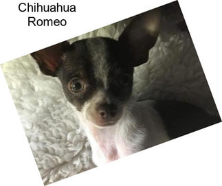 Chihuahua Romeo