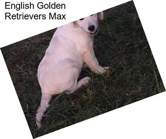 English Golden Retrievers Max