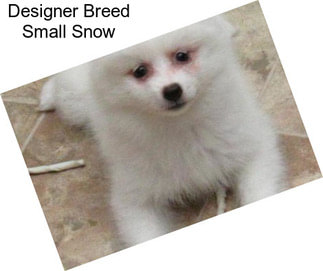 Designer Breed Small Snow