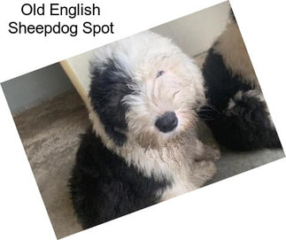Old English Sheepdog Spot