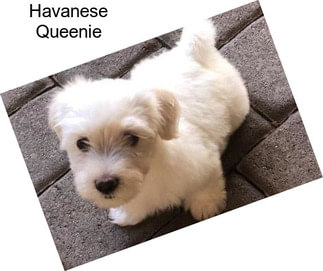 Havanese Queenie