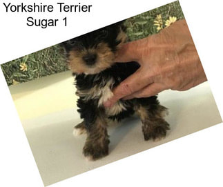 Yorkshire Terrier Sugar 1