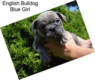 English Bulldog Blue Girl