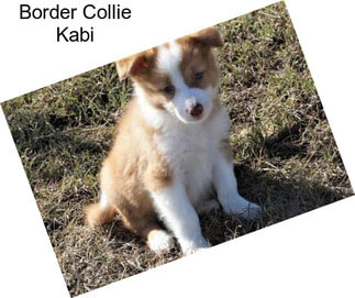 Border Collie Kabi