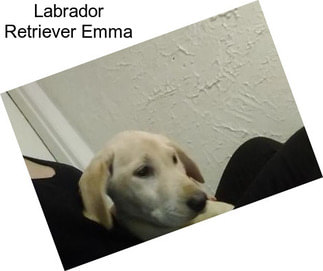 Labrador Retriever Emma