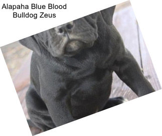 Alapaha Blue Blood Bulldog Zeus