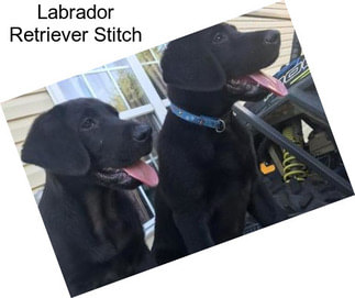 Labrador Retriever Stitch