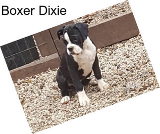 Boxer Dixie