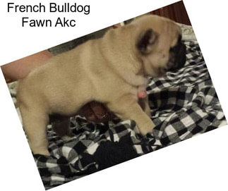 French Bulldog Fawn Akc