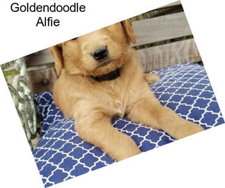 Goldendoodle Alfie