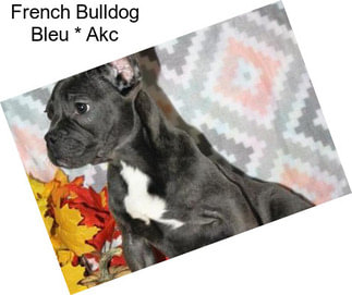 French Bulldog Bleu * Akc