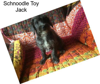Schnoodle Toy Jack