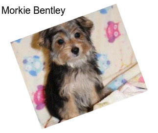 Morkie Bentley