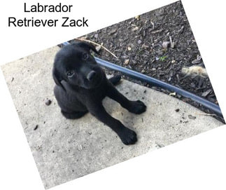 Labrador Retriever Zack