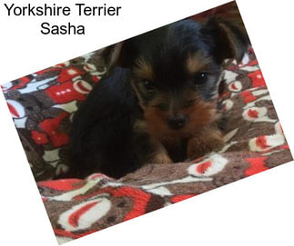 Yorkshire Terrier Sasha