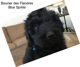 Bouvier des Flandres Blue Sprkle