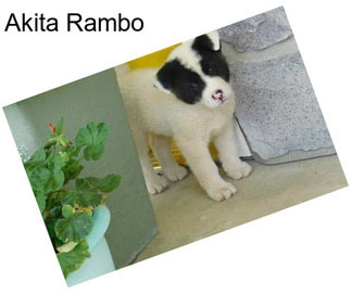 Akita Rambo