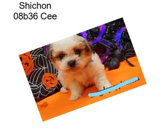 Shichon 08b36 Cee