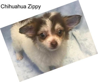 Chihuahua Zippy