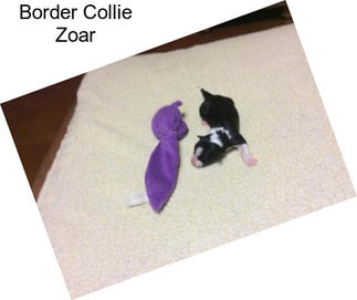 Border Collie Zoar