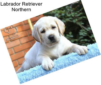 Labrador Retriever Northern