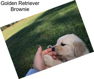 Golden Retriever Brownie