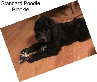 Standard Poodle Blackie