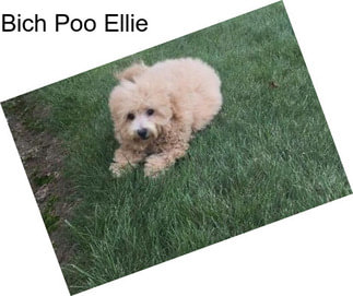 Bich Poo Ellie