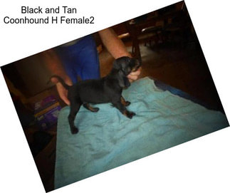 Black and Tan Coonhound H Female2