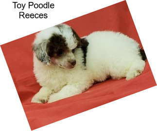 Toy Poodle Reeces