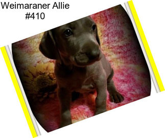 Weimaraner Allie #410