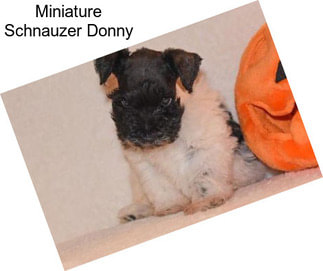 Miniature Schnauzer Donny