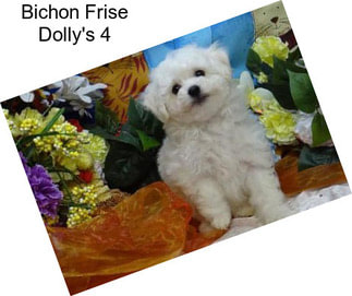 Bichon Frise Dolly\'s 4