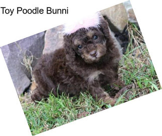 Toy Poodle Bunni