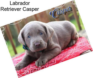 Labrador Retriever Casper