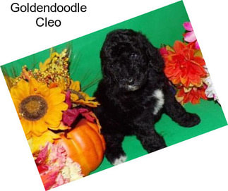 Goldendoodle Cleo