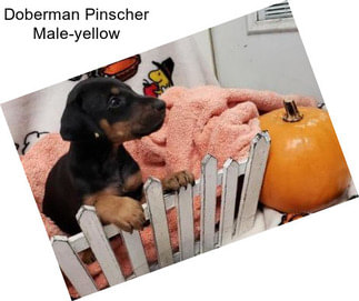 Doberman Pinscher Male-yellow