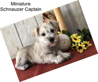 Miniature Schnauzer Captain