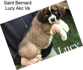 Saint Bernard Lucy Akc Va