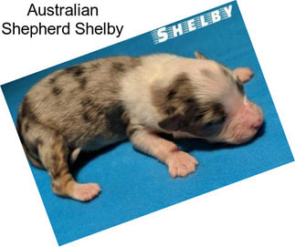 Australian Shepherd Shelby