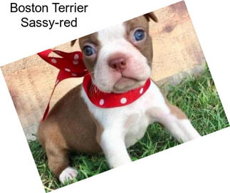 Boston Terrier Sassy-red