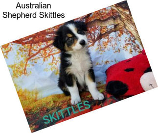 Australian Shepherd Skittles