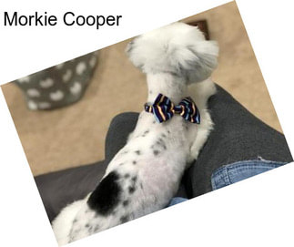 Morkie Cooper