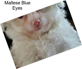 Maltese Blue Eyes