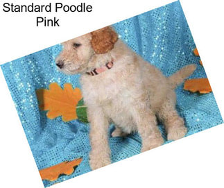 Standard Poodle Pink